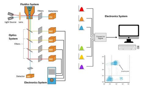 flow cytometry results interpretation - Daphine Ernst