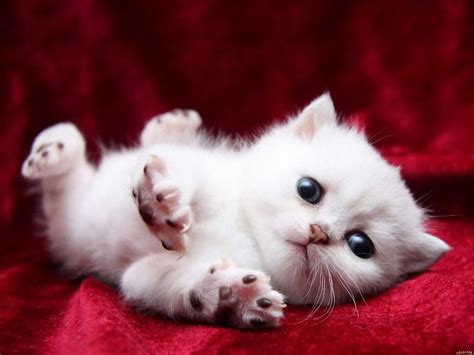 Cute Small White Kitten Baby Cat | Baby cats, Kittens cutest, Baby kittens