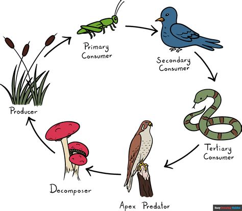 Food Chain Diagram Printable