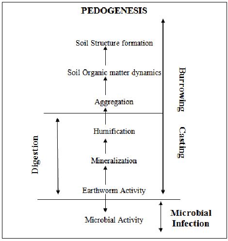 Earthworms role in Pedogenesis acting at various scale (modified from... | Download Scientific ...