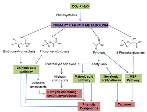 Plant Biotech: Introduction to Plant Secondary Metabolites