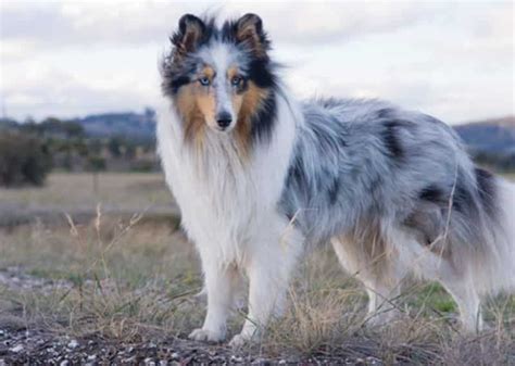 Pastor de las Islas Shetland: Un Collie mini y muy leal | Smylepets