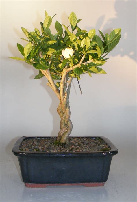 Flowering Gardenia Bonsai TreeBraided Trunk(jasminoides miami supreme)