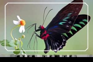 Rajah Brooke's Birdwing Butterfly: Identification, Facts, & Pictures