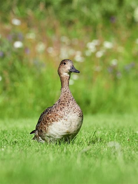 Eurasian wigeon female Photograph by Jouko Lehto - Fine Art America