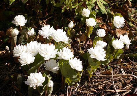 Sanguinaria canadensis f. multiplex 'Plena' - Alpine Garden Society