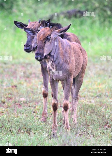 Twp blue wildebeest calves in Kruger National Park, South Africa Stock Photo - Alamy