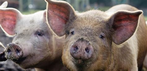 Pork labelling schemes ‘not helpful’ in making informed buying choices ...