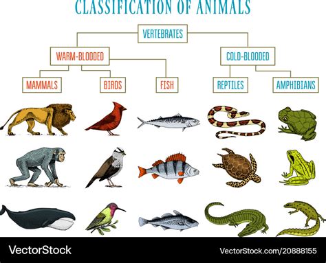 Classification of animals reptiles amphibians Vector Image