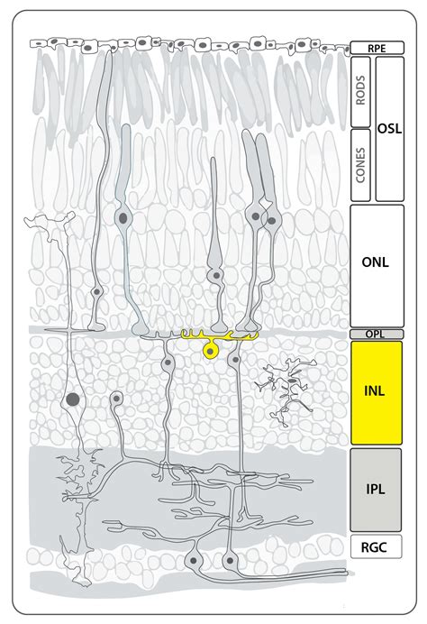 Horizontal Cells — Zebrafish UCL