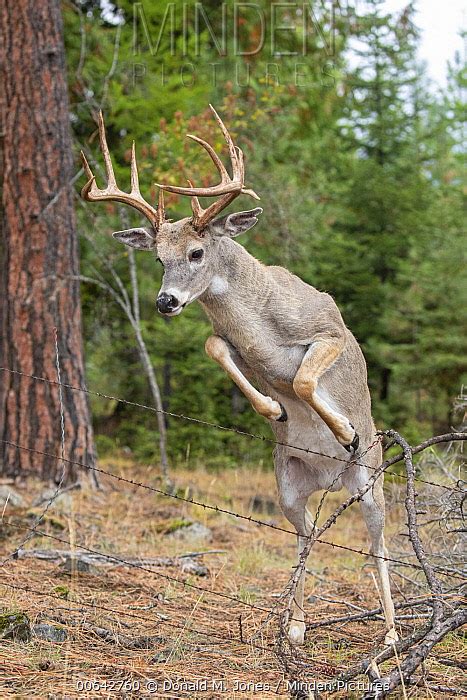 White-tailed Deer stock photo - Minden Pictures