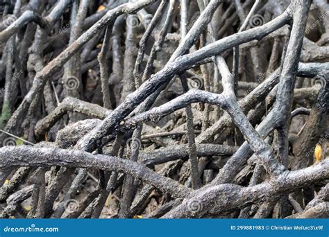 Roots of mangrove trees stock image. Image of park, ecology - 299881983