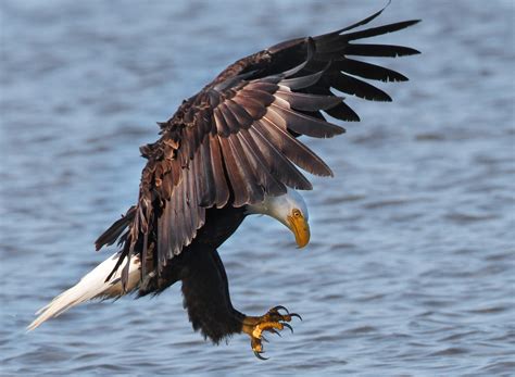 Bald Eagle | The Audubon Birds & Climate Change Report