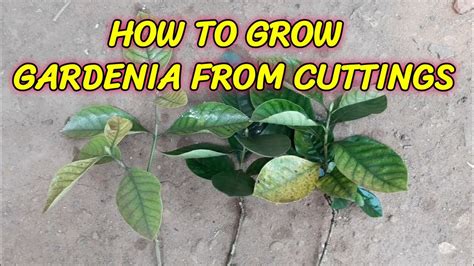 HOW TO GARDENIA FROM CUTTINGS - YouTube