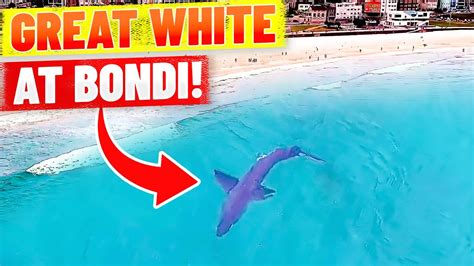 Great White Shark at Bondi Beach - Spotted by Drone! - YouTube