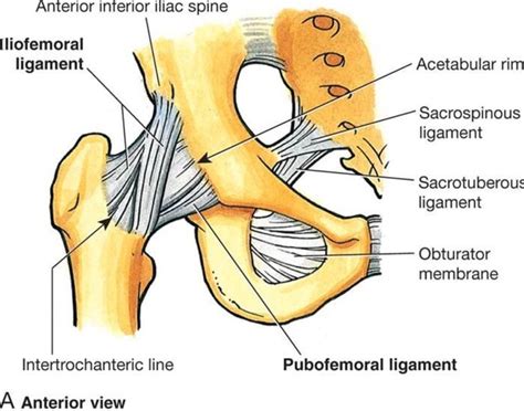 Anterior aspect of the hip including capsule and ligaments ...