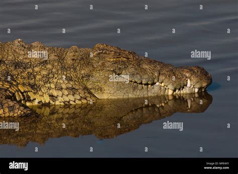 Nile crocodile in the Mara River; Masai Mara, Kenya Stock Photo - Alamy