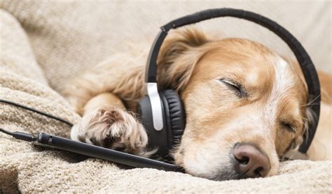 Calming Music for Dogs – What Is It and How Can It Benefit Your Dog