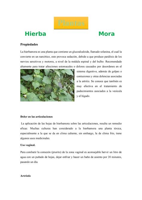 Plantas Medicinales Ana Rosa - Hierba Mora Propiedades La hierbamora es una planta que contiene ...