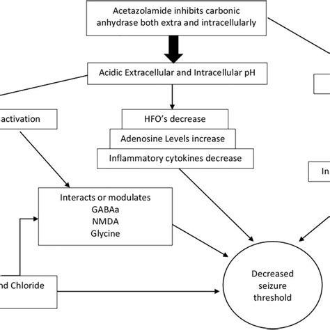 This diagram summarizes the critical mechanism of action of... | Download Scientific Diagram