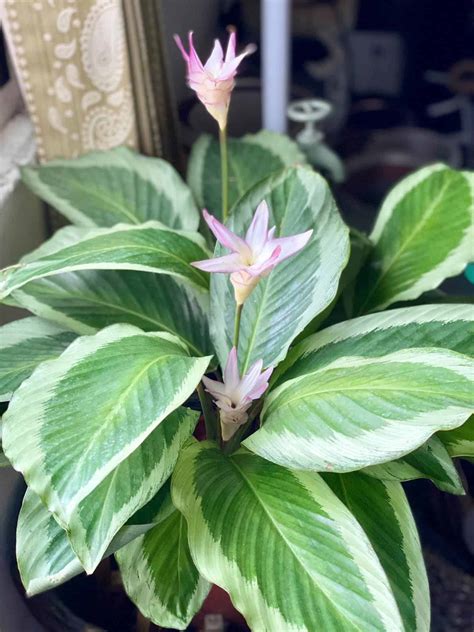 Calathea Flowers [The Strange Look Of This Blooming Wonder!]