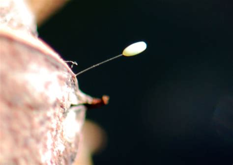 green lacewing life cycle – Growing With Science Blog