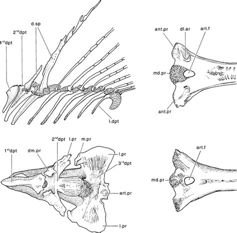 Dorsal fin and dorsal pterygiophores of the catfish Diplomystes ...