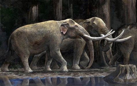 Stegodon – one of the largest proboscideans | DinoAnimals.com