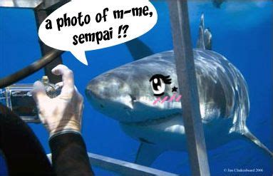 Anime Sharks -- these are... weirdly cute. I love it~ xD | Shark jokes ...