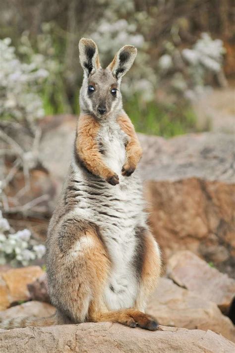 Rock wallaby - Alchetron, The Free Social Encyclopedia