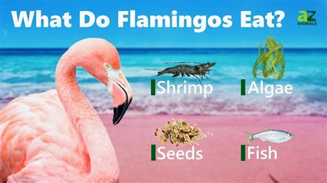 Flamingo Teeth: Do They Have Teeth? - A-Z Animals