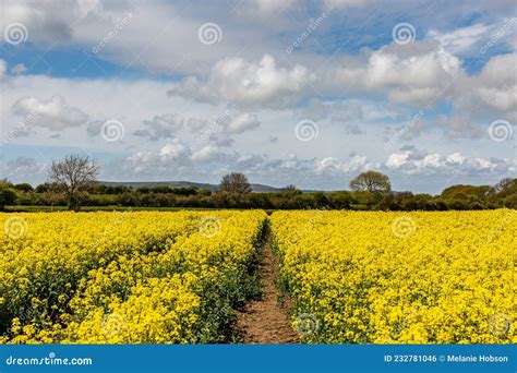 A Field of Canola/Rapeseed Crops in Sussex Stock Photo - Image of europe, outdoors: 232781046