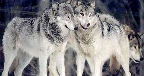 Lovely Animals Blog: Do You Know The Eating Habits Of Wolves