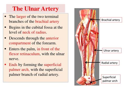 PPT - Vascular Anatomy of the upper limb PowerPoint Presentation - ID:1948597