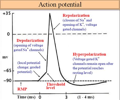 Action Potential – howMed