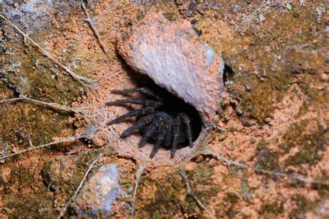 Here are 5 new species of Australian trapdoor spider. It took ...