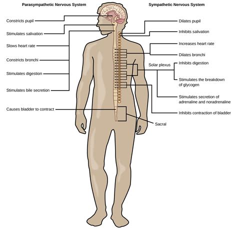 16.4 The Peripheral Nervous System – Concepts of Biology-1st Canadian Edition