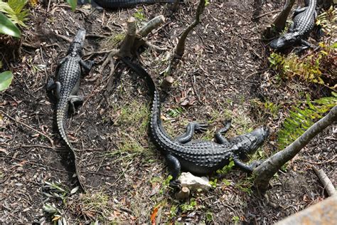 Alligators at Shark Valley in the Everglades | Family fun, Everglades, Shark