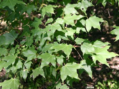 Shantung maple | The Morton Arboretum