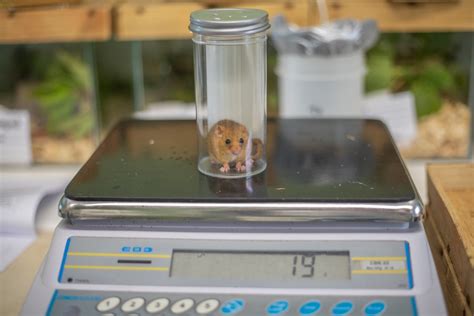 Hazel Dormice Conservation: Rescuing Britain's Rarest Rodent • Paignton Zoo