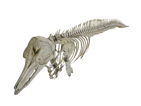 Dolphin skeleton hd model - TurboSquid 1571203