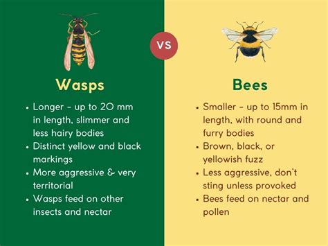 Wasp vs Bee: What’s the Difference?