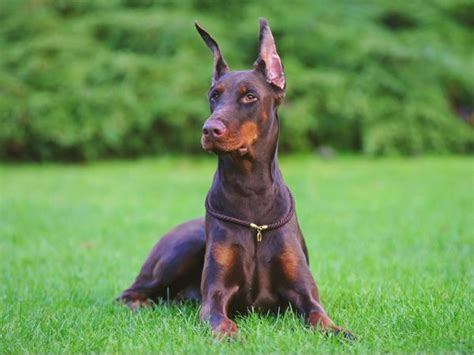 Professional Doberman Training Can Keep Your Doberman Safe