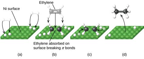 8.6: Catalysis - Chemistry LibreTexts