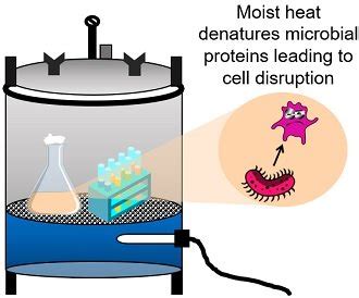 Protein Denaturation by Heat - Definition, Examples & Mechanism ...