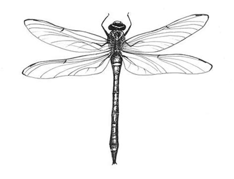 Dragonfly Line Drawing | Free download on ClipArtMag