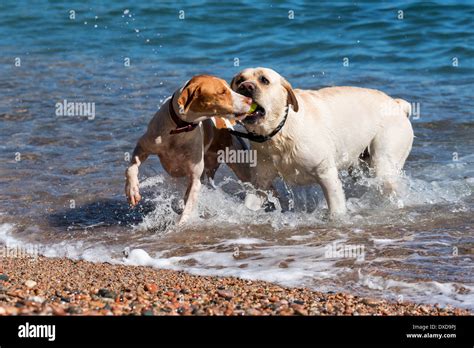 Dogs playing in the water Stock Photo - Alamy