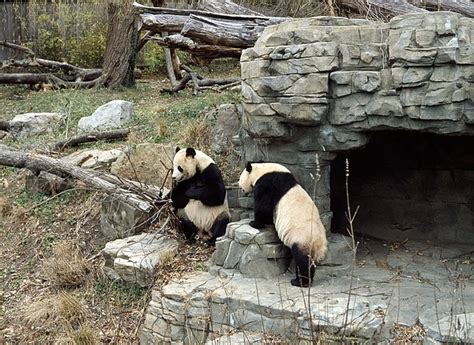 Panda Captivity - Animal Captivity and psychological effects