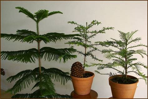 Growing Norfolk Island Pine Indoors