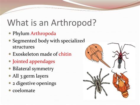 PPT - Arthropods PowerPoint Presentation - ID:1454305